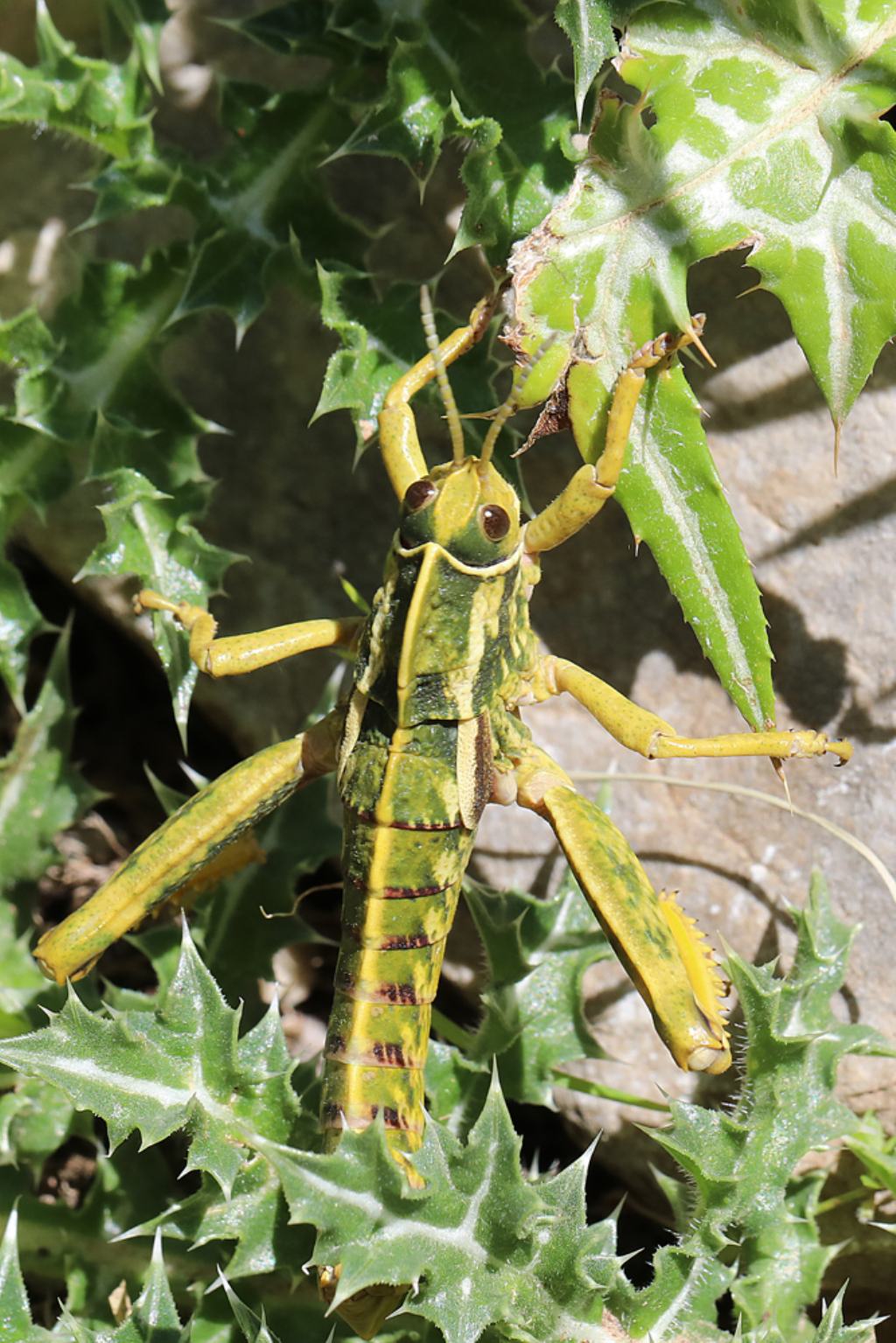 Cavalletta / Caelifera da Sicilia